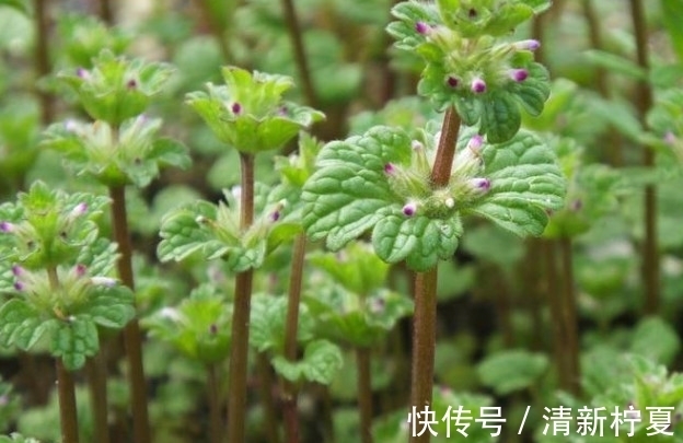 中草药|农村的一种野草,现在却千金难买,看见一定要带回家!