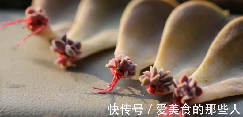 学会叶插，让多肉一盆变多盆，再也不用去外面买多肉了