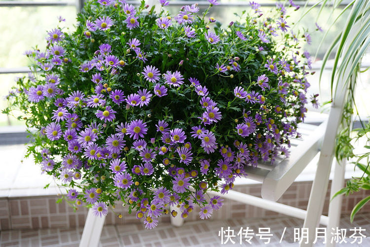 枝繁叶茂|养花就养这款，花开艳丽如火似血，枝繁叶茂，傲骨映寒，美