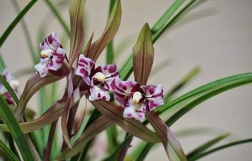 养殖兰花时，谨记僵苗的6个原因和救治办法，解决好了，苗壮芽旺