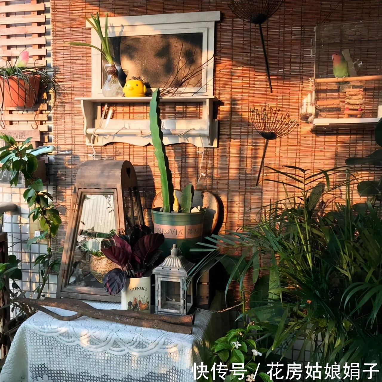 扶芳藤|把阳台打造成自己喜欢的小花房,需要从这些方面去做,就能拥有它