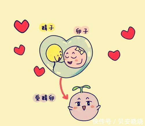 贝安|贝安:不排卵还能做试管婴儿吗?