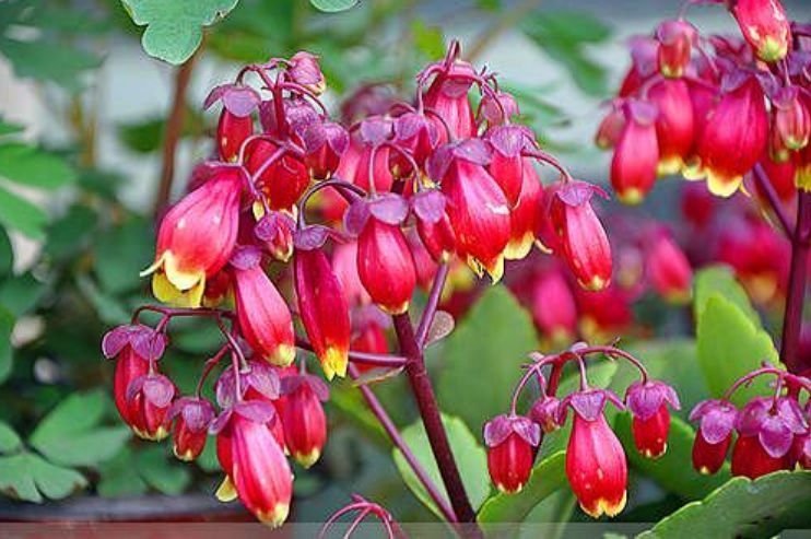 家有庭院就养4种花，好养漂亮花期长，开花一簇簇，开成百花园！