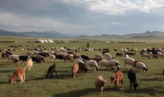  淄博|咩~淄博吃到蒙古国捐赠的羊肉啦！