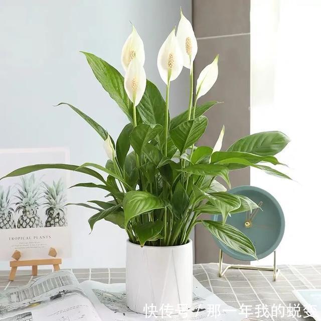 1月养白掌,做好这5件事,叶子、花朵却像一只只小帆船