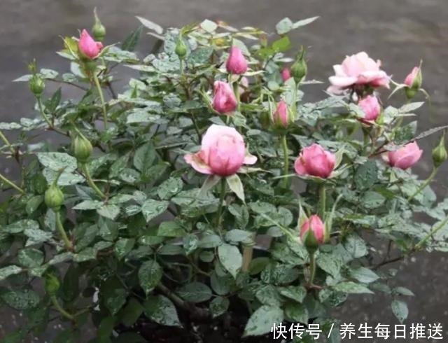 教你自制“氮磷钾肥”,月季开花少,给它用一用,猛开花!
