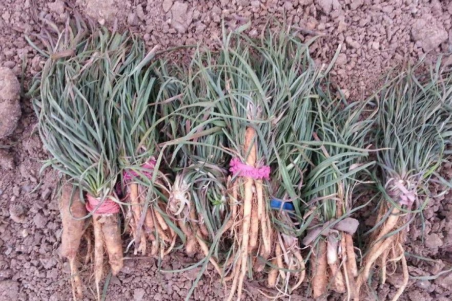 野菜一定要挖根，人称“兔儿奶”，根比叶子好吃