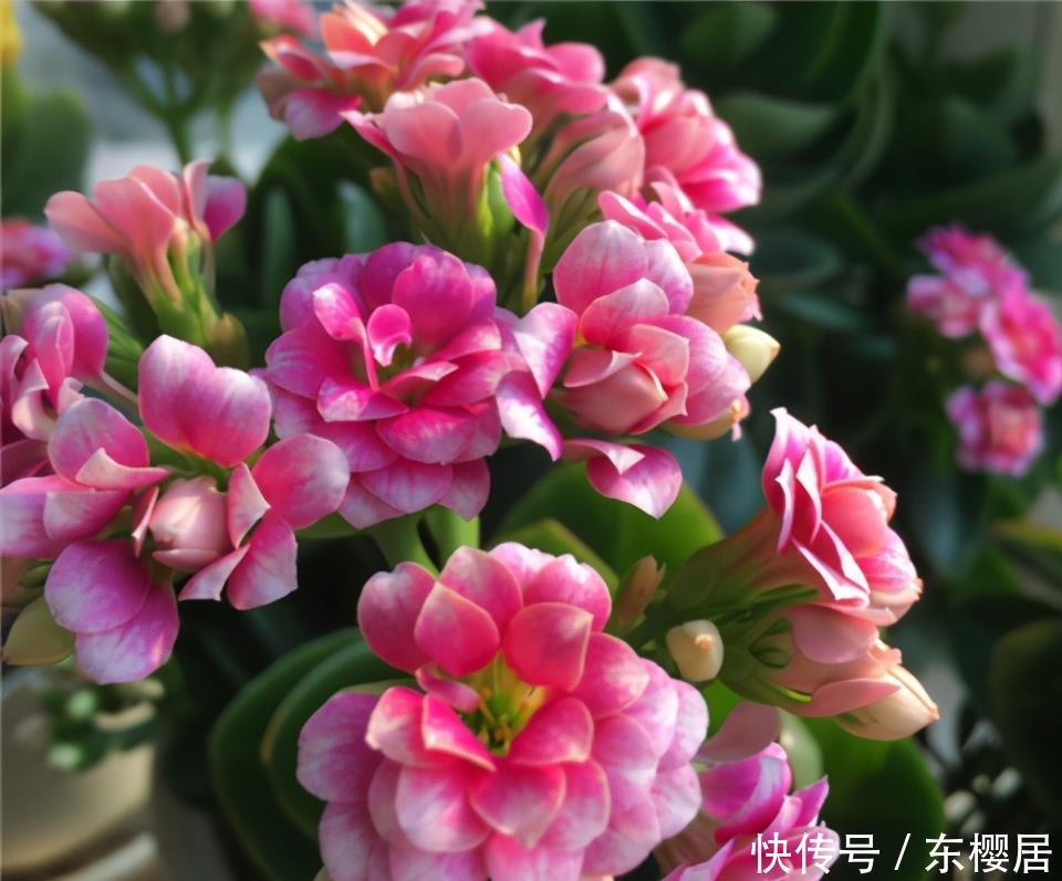 长寿花不长花苞怎么办?那就“放大招”,春节开花依旧可期