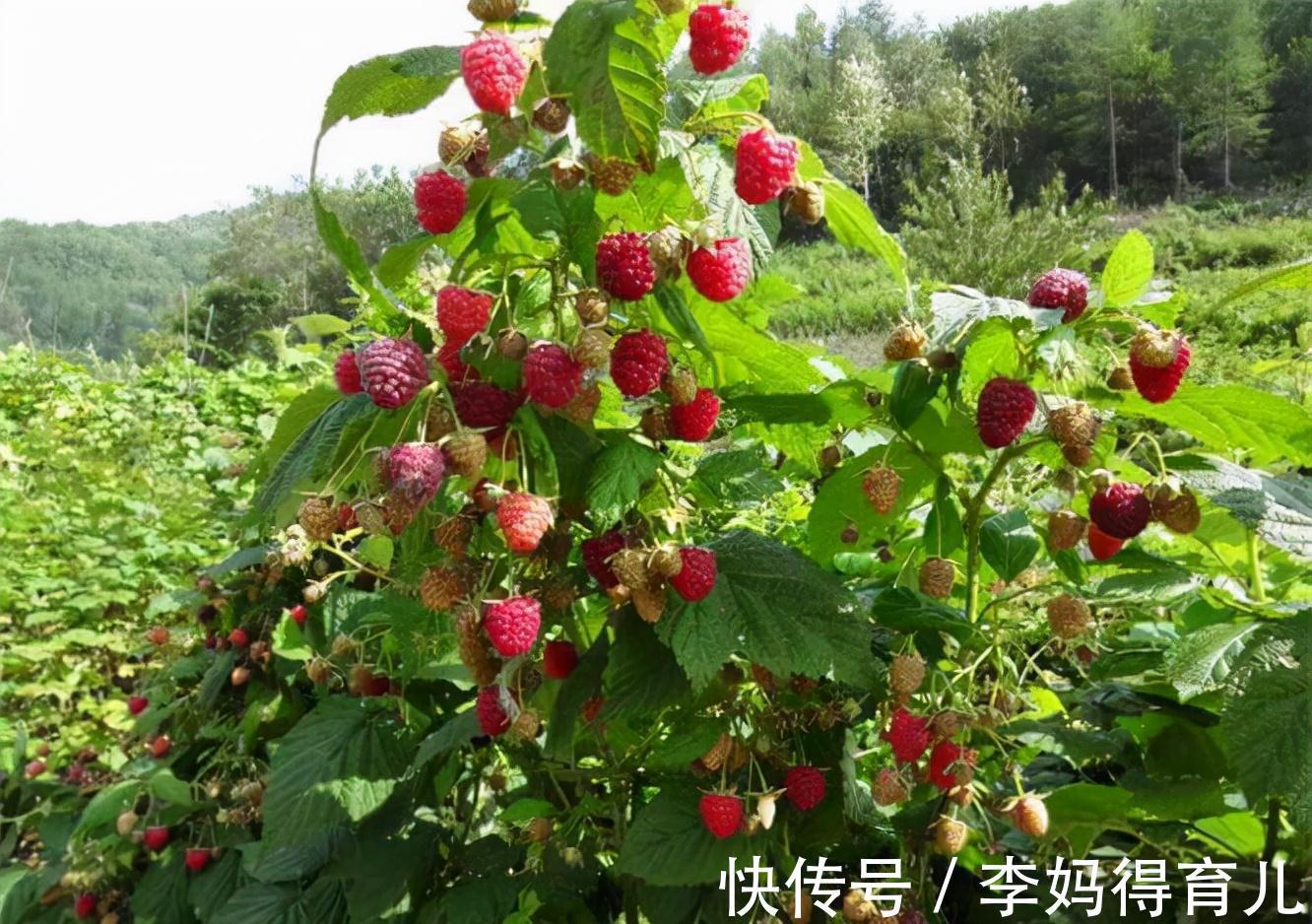 食物|秋天适合养生，没事多吃的食物，健脾健胃、补肾养阴、补血美容