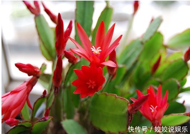 随便折腾,一个月不浇水都死不了的四种盆栽植物!