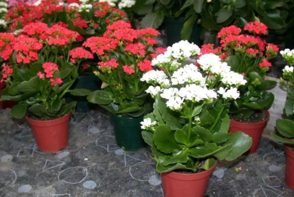 养太阳花、长寿花、石竹,春天把握住“细节”,开花才漂亮