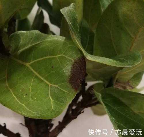 琴叶|琴叶榕冬天怎么养护?
