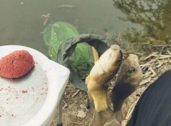 鱼钩|钓鲫鱼时鱼钩选择很重要,袖钩虽小但有效,钓起鱼来快准狠!