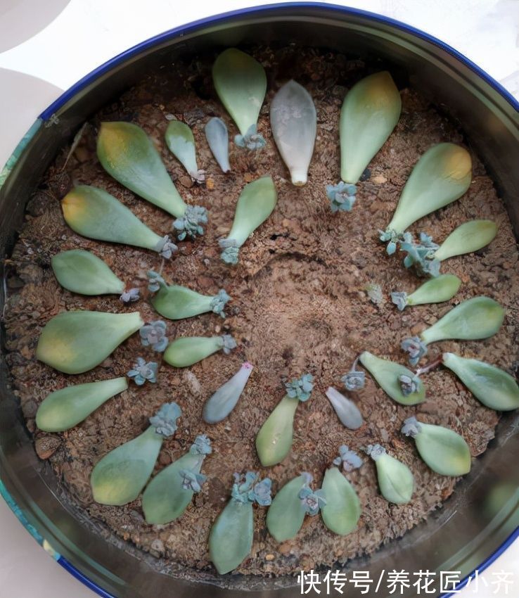 冬天能不能叶插多肉？只要达到2个“条件”，比春季扦插长得好