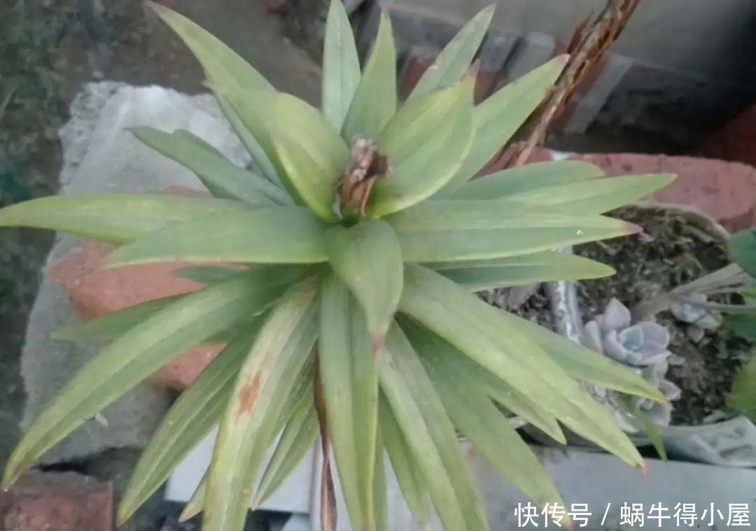 牡丹|这现在不能换盆的花,土一松就没命,白养大半年