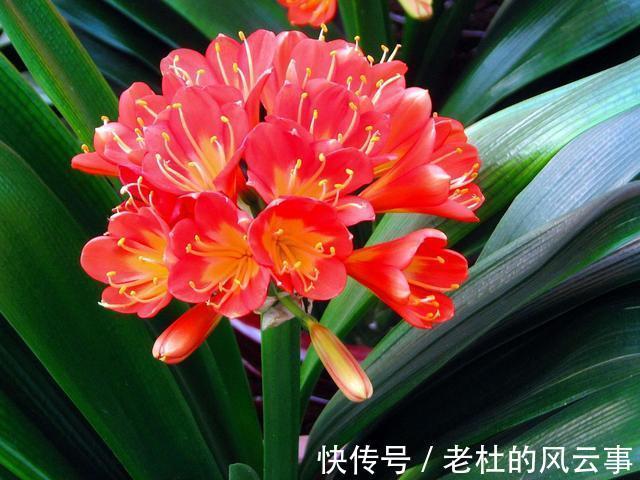 磷酸二氢钾|君子兰还不开花现在“虐一虐”，春节“乖乖”开花，吉祥又喜庆