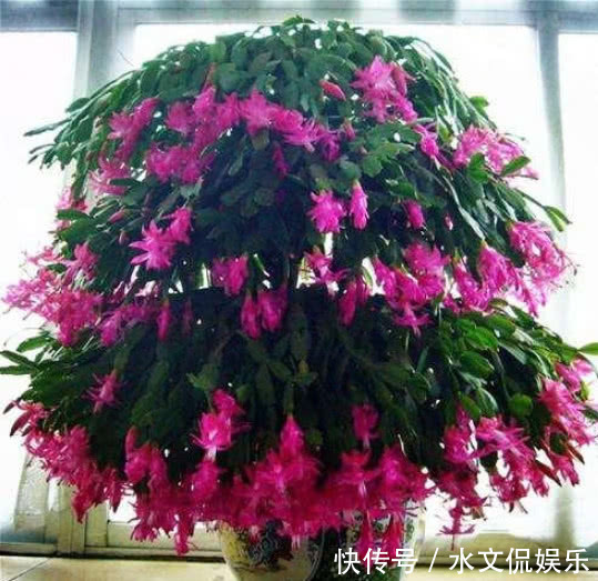 蟹爪兰|养长寿花、蟹爪兰用它最好使,半个月花蕾长满枝,轻松花开爆满盆