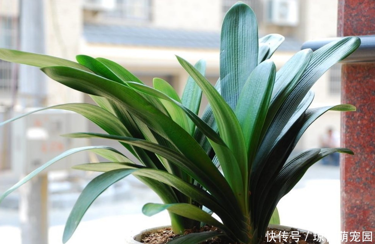 蒸发量|家里有君子兰,学会一招,枝芽蹭蹭涨,叶片绿油油