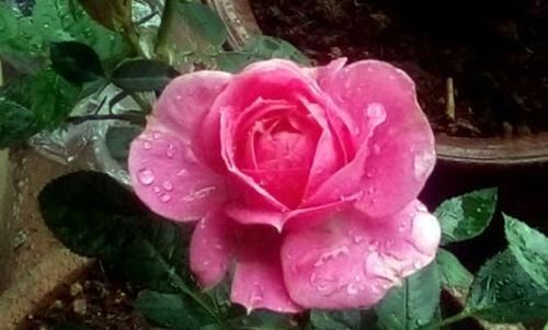  值得|3种富贵花，好养如绿萝，花色绚丽多彩，开花勤寓意好，很值得养