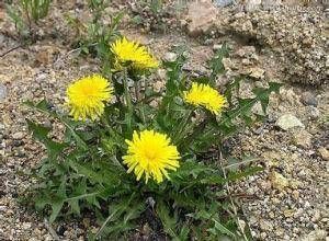 这10种常见食物竟是天然的肝脏“解毒王”,解毒护肝,肝好人年轻