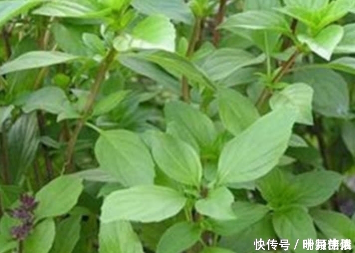 告知删除|这种野菜在农村很常见，日本人开价一斤30元都不卖，你们吃过吗