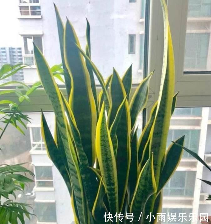 家里不要乱养花！6种养人花，吸废气制氧气，还有旺家的好寓意