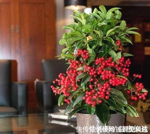 花卉|客厅摆上6种花，不仅养人还旺财，一听名字就是吉祥花