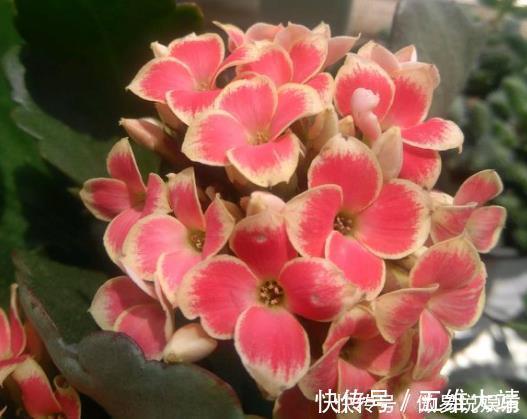 蟹爪兰|不会养长寿花、蟹爪兰把“它”埋在花盆里,枝叶乱窜,管用!