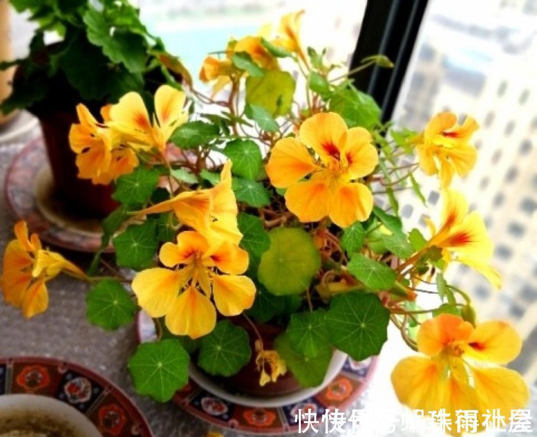 铃兰|30℃以上,10种花就先别养了,买一盆死一盆,别怪我没提醒你