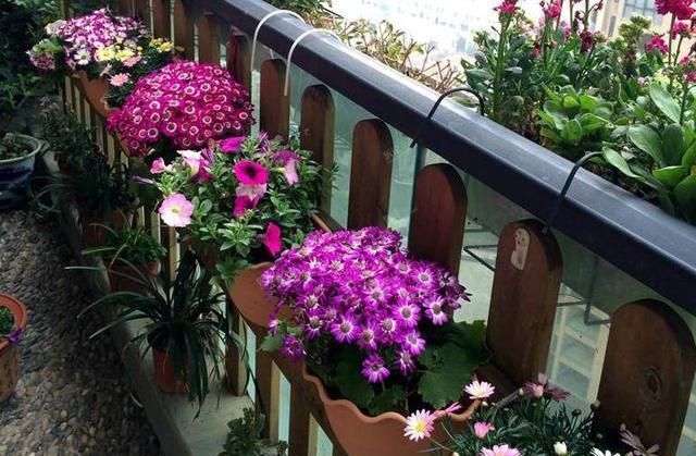 家里养上这些花,“花旺人不旺”,还是早点搬到室外养,安全