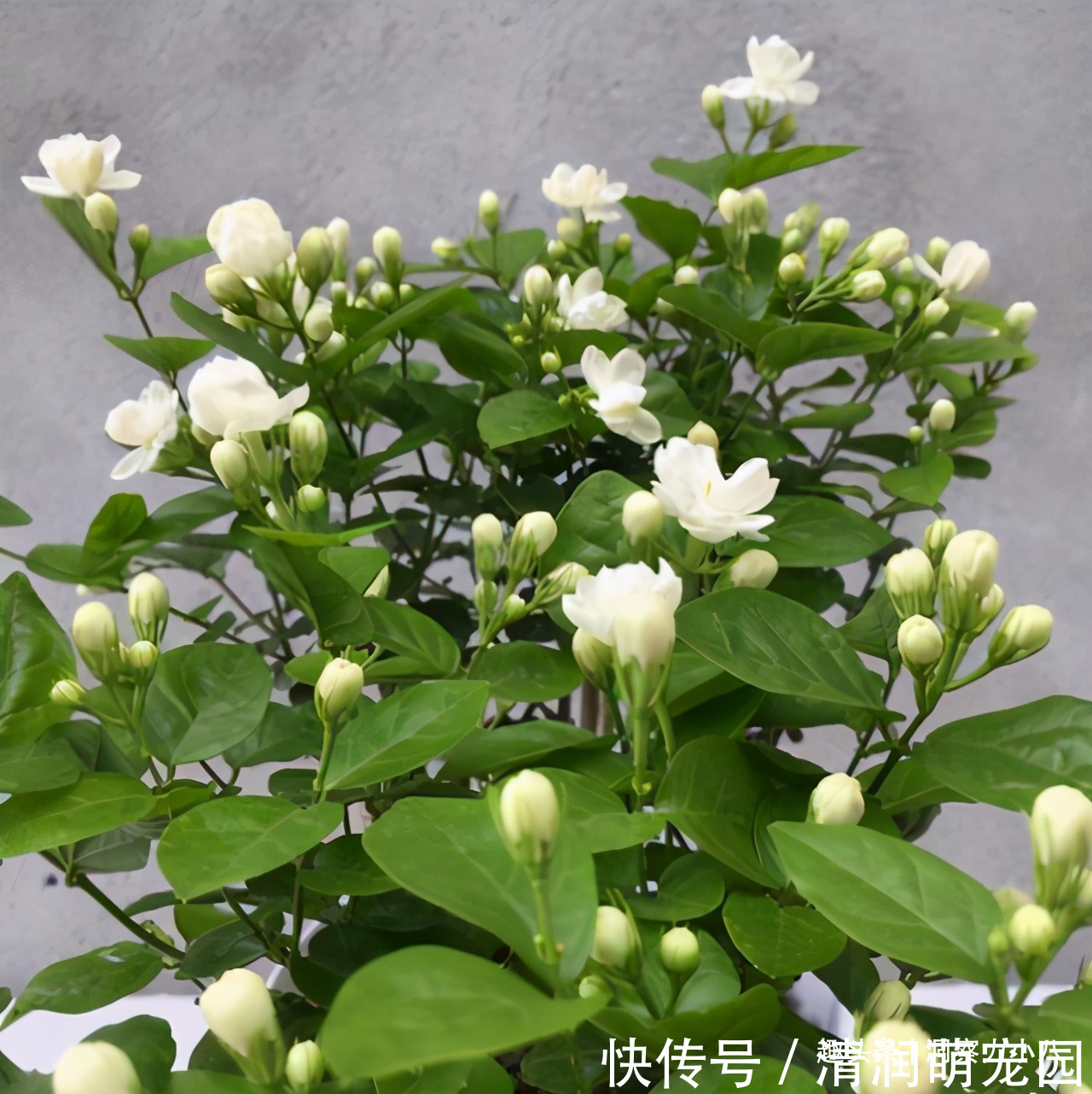 土壤|茉莉需润养,这“三位置”留点水,花苞咕噜冒,一次绽放上百朵