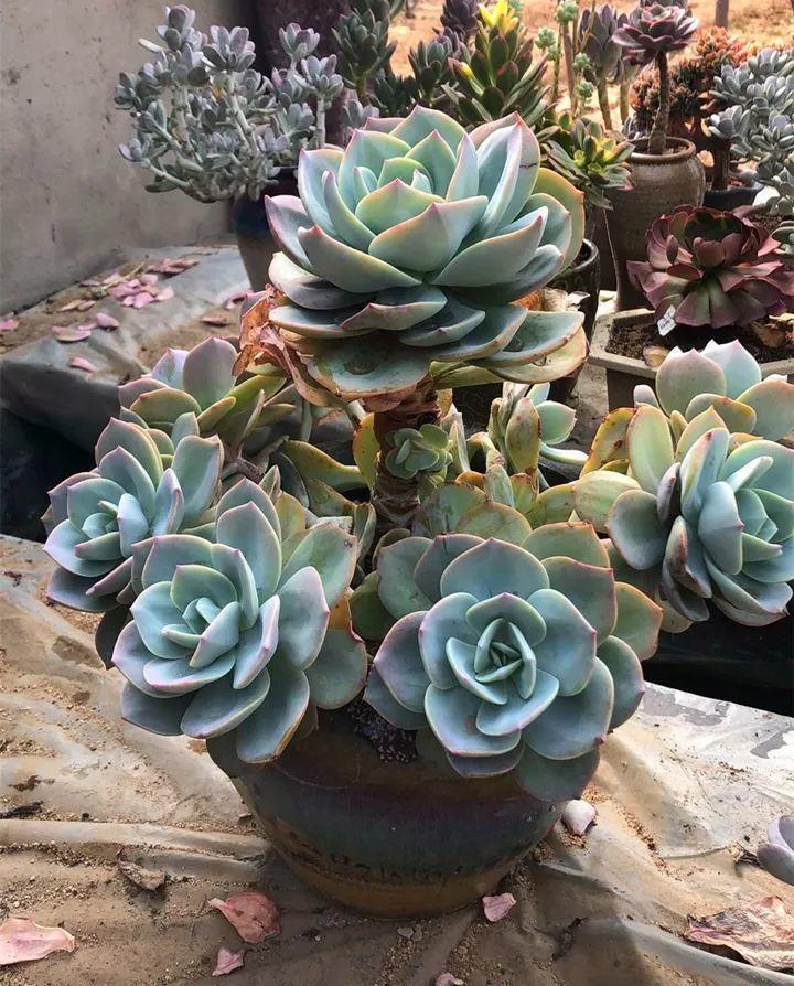 红边|姐姐养了9年的多肉,没有买肥就用它,个个长成精!