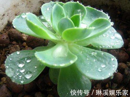 花朵|“3种花”一浇水就能活,客厅养一盆,花朵一开就成“瀑布”