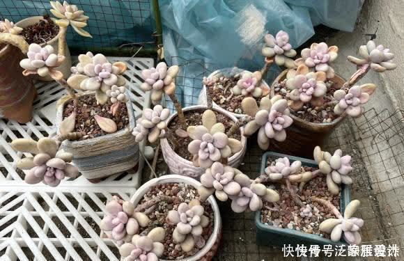 土壤|养多肉,配土很重要?只要会养,配土只是一种方式,无关紧要