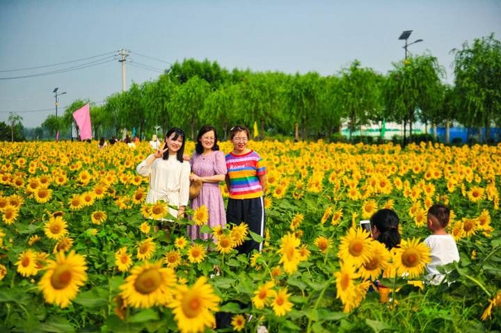 花海|六万株向日葵花开！济南这处免费花海等你来打卡