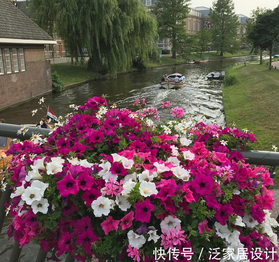 爆盆|矮牵牛想爆盆，这些基本养护方法你收好