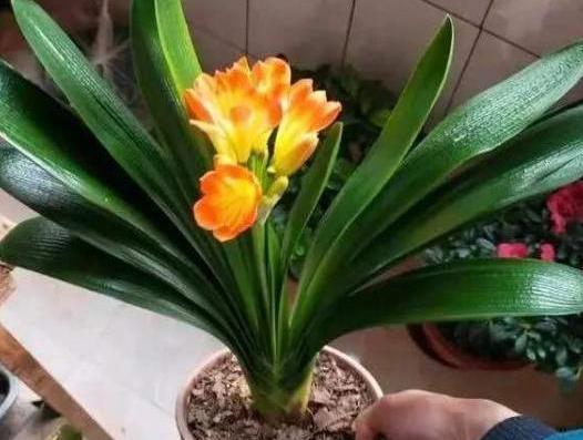 养花犯愁自己不会浇水,该怎么办用它们干透浇透轻松搞定