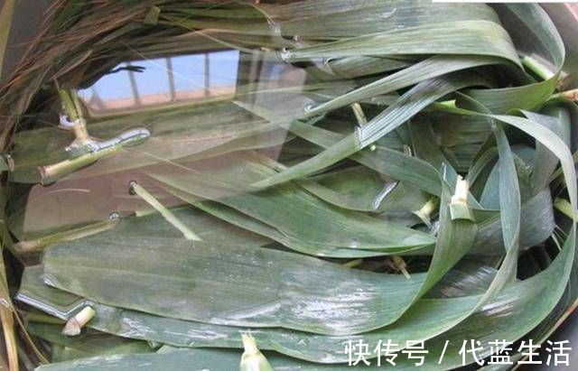 包粽子,从不用水煮粽叶,1个小技巧粽子软糯清香更入味