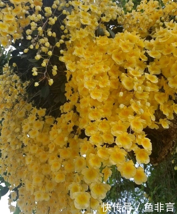 13种耐阴花卉，光照不足也能生长旺盛，开花茂密