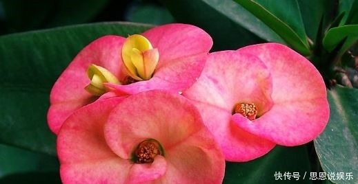 开花|4款花卉好养易成活,花美似牡丹,全年开花不断