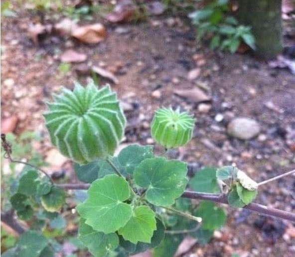 磨盘草|乡下不起眼的“野草”,却是不可多得的中药,城里人高价难求!