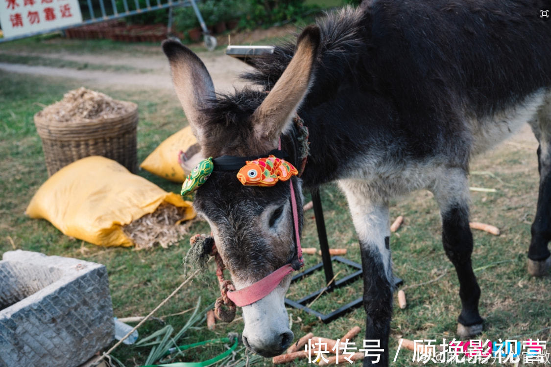 馬麗曬通告單一頭霧水,合體沈騰錄新綜藝,驢上的道具亮了!
