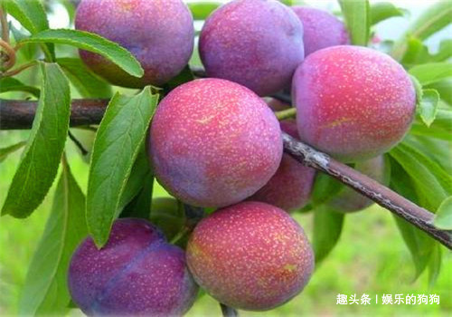 维生素b|30岁女性,常吃4种食物,祛除黑斑,保持子宫干净,预防妇科病