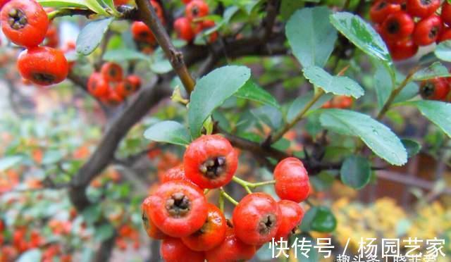 果实|家里种棵“吉祥果”,好看能吃价值多,还能养成精美盆景