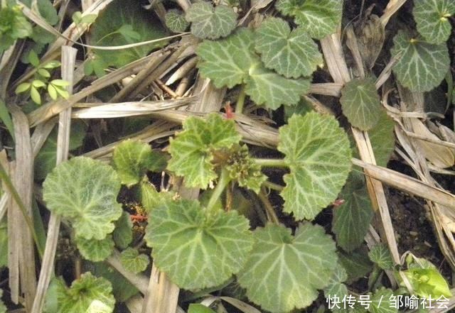 有种小野草能开花，盆植无光也能活，可爱却很霸气