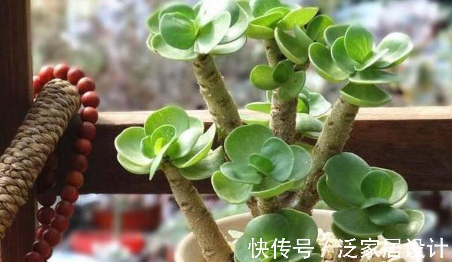 铜钱草|5种花卉自“带钱”，寓意美好招财进宝，有钱人家都会养几盆