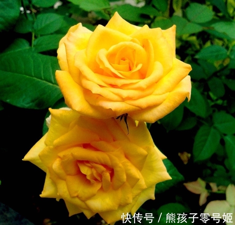 农村|农村院子种月季，学会这3招，包你月月都开花？