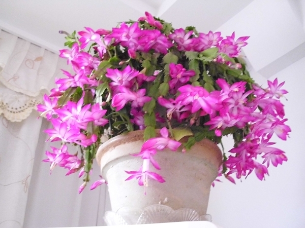 喜欢在家中养护花卉，就选择3种花色艳丽，花期长，妖娆漂亮的花