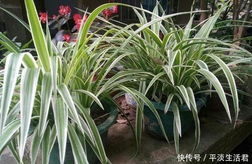 家里有这2花要忙起来,开春必须换盆换土,给它们的大白根好营养!