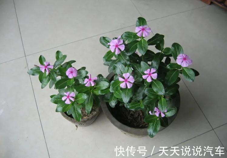 曝光花贩子的骗人手段，难怪养不活，都被他们忽悠了，快点醒悟吧